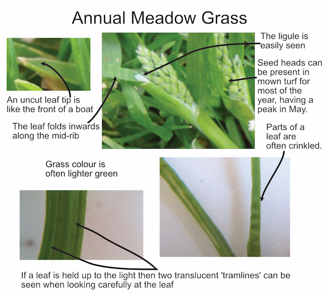 Annual meadow grass