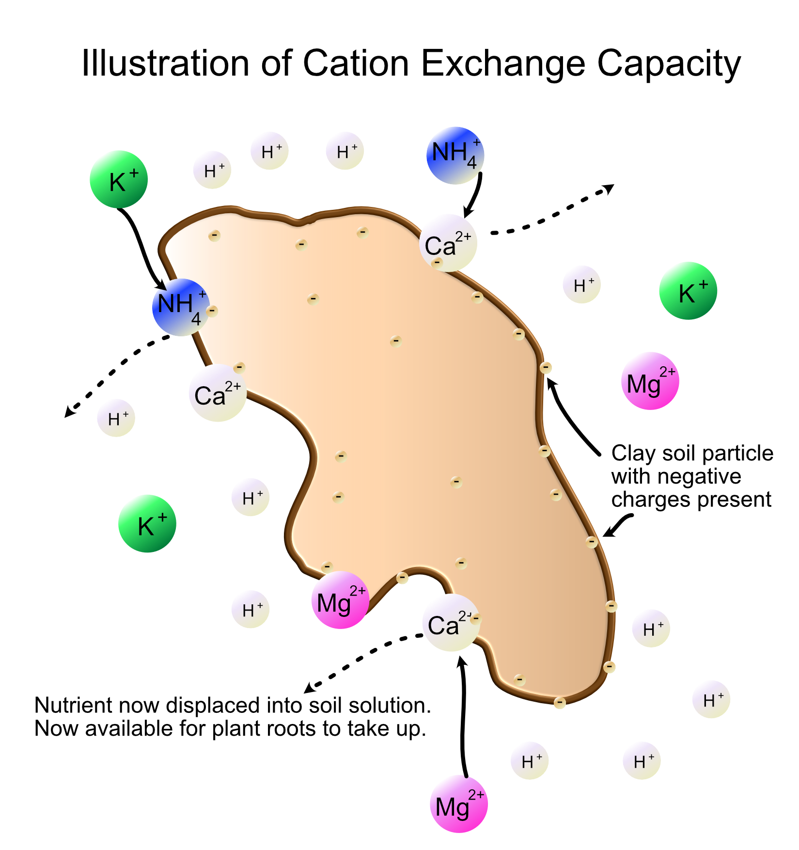 Cation exchange capacity
