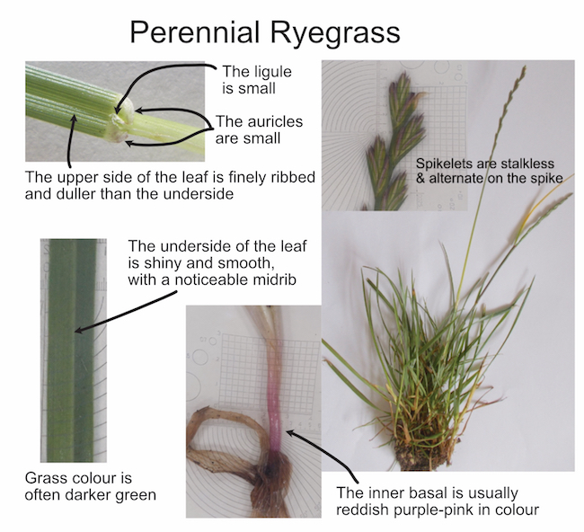 Perennial ryegrass