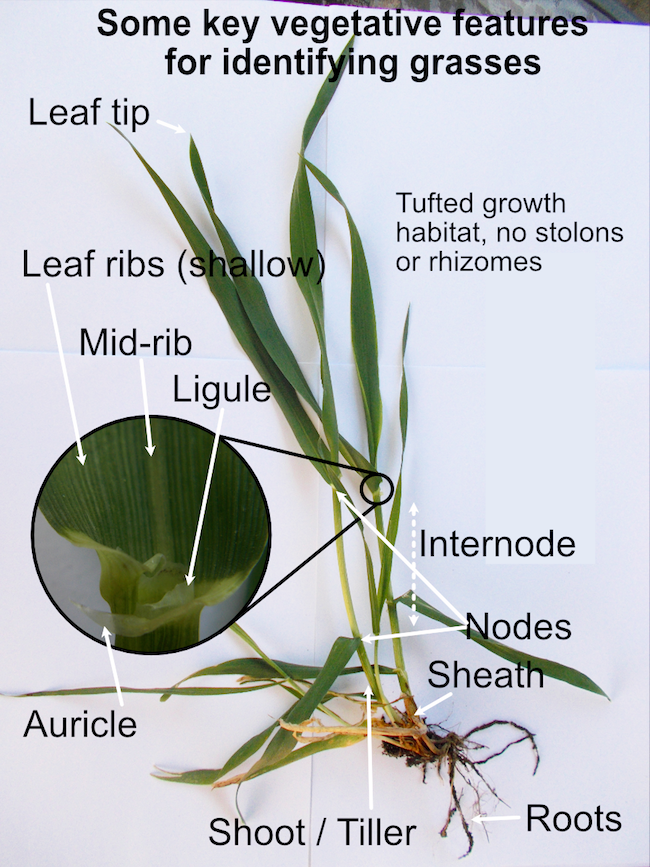 Grass identification features