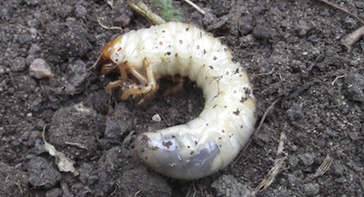 Chafer grub