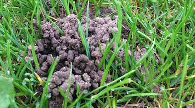 Earthworm cast