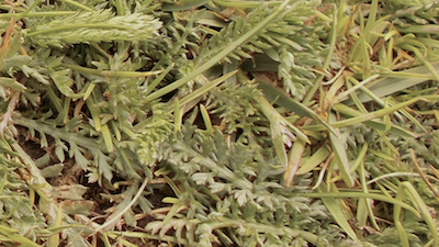 Yarrow