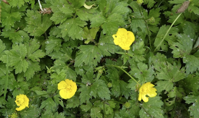 Creeping buttercup