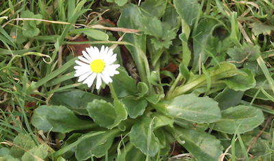 Daisy