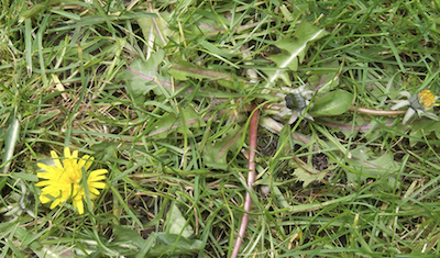 Dandelion