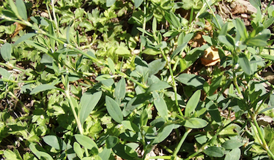 Knotgrass