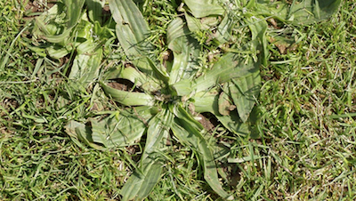 Narrow-Leaved Plantain 