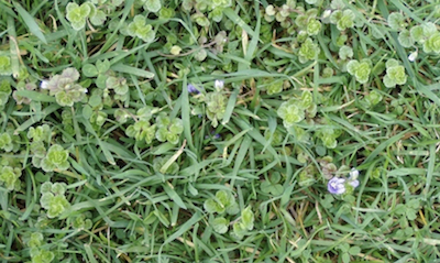 Slender Speedwell 