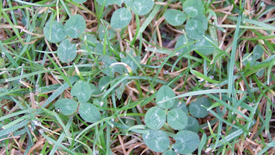 White clover