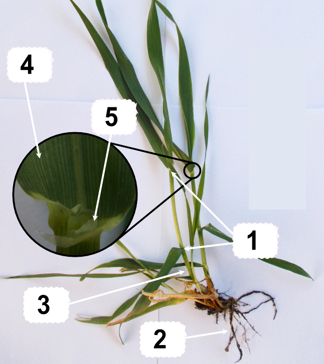 Grass identification