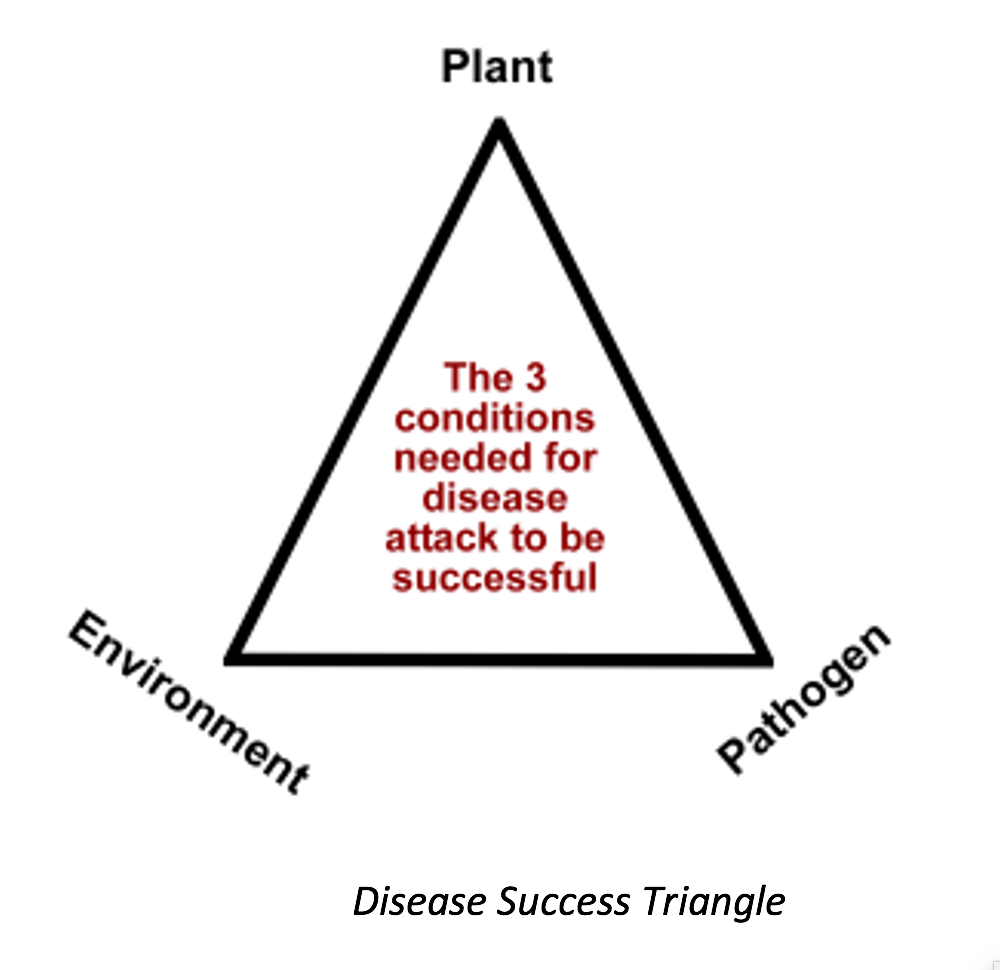 Disease Success Triangle