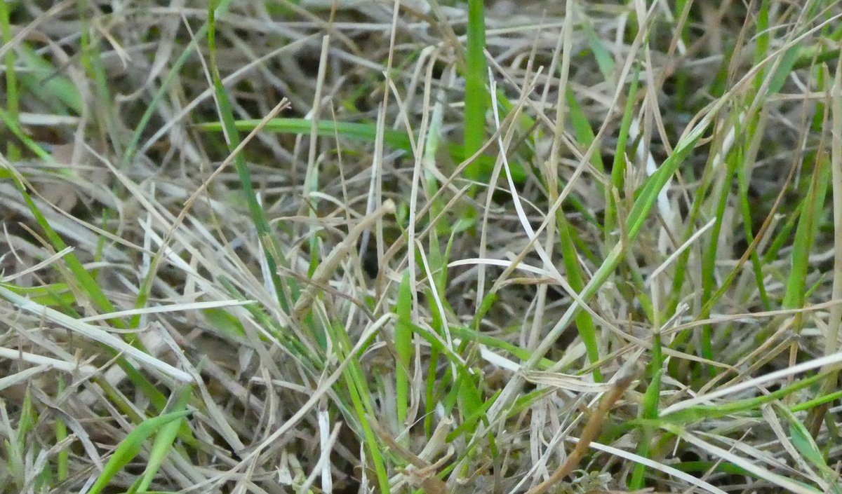 Green shoots of recovery following a prolonged drought