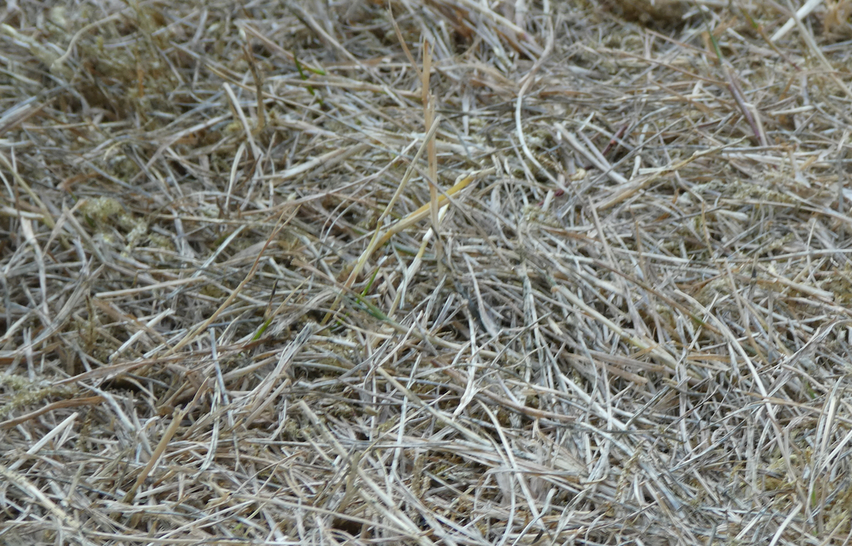 Drought stressed pitch surface