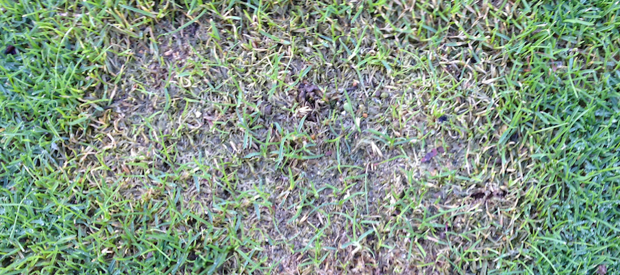 Image shown for entry if relevant and present