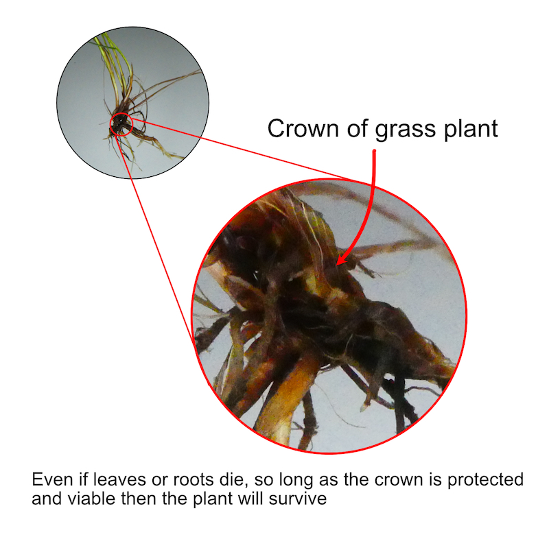 Grass crown