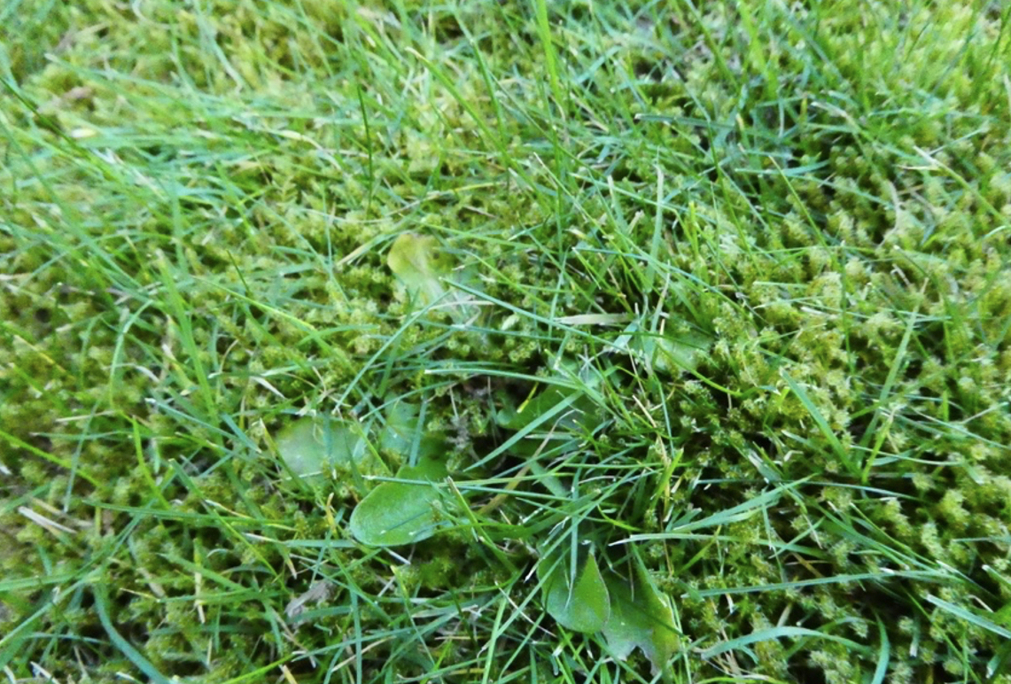 Weeds and moss in turf